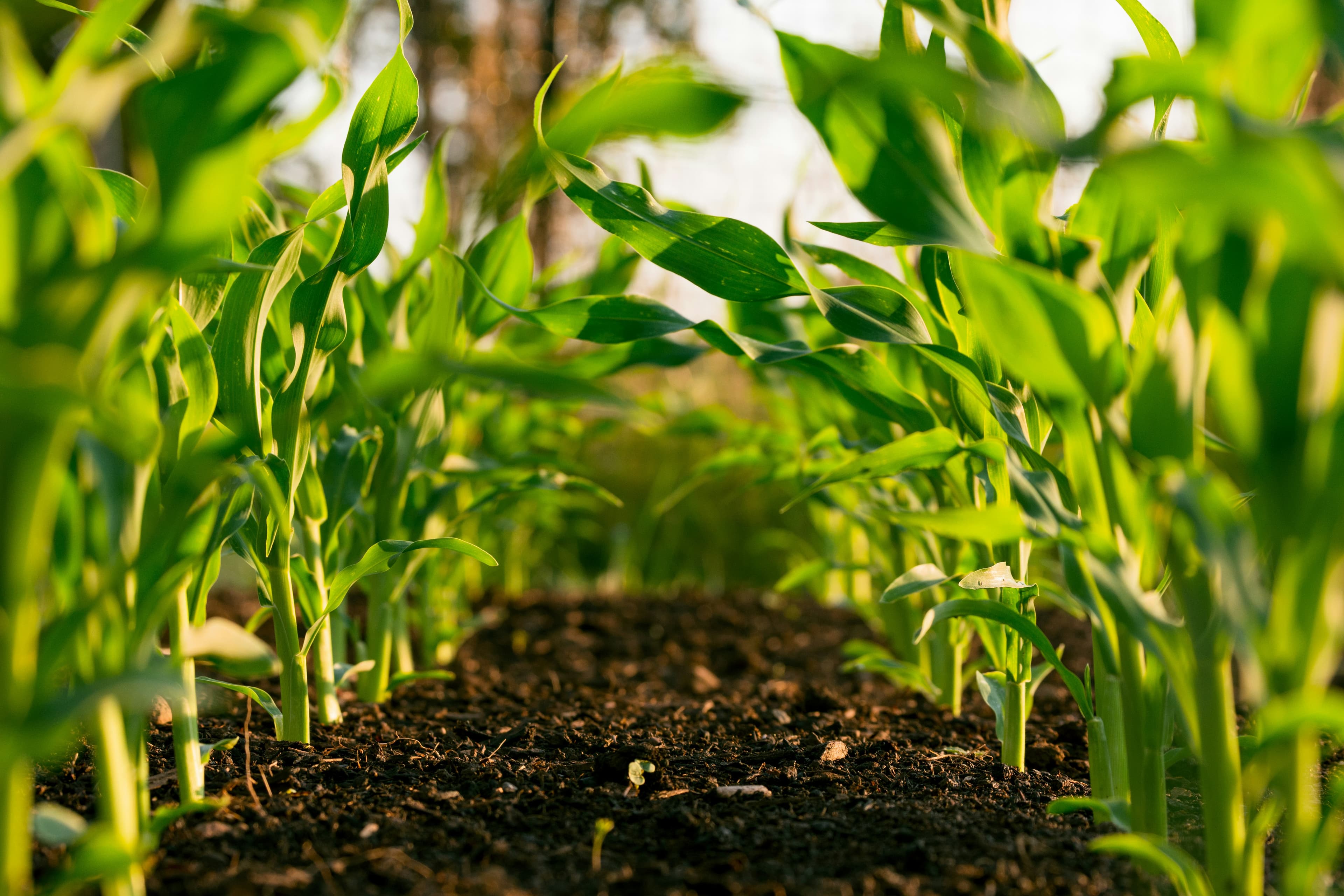 Close up of young plants growing from rich soil